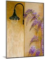 Wisteria Growing at St. Francis Vineyards and Winery, Sonoma Valley, California, USA-Julie Eggers-Mounted Photographic Print