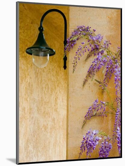 Wisteria Growing at St. Francis Vineyards and Winery, Sonoma Valley, California, USA-Julie Eggers-Mounted Photographic Print