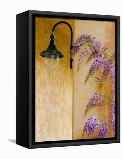 Wisteria Growing at St. Francis Vineyards and Winery, Sonoma Valley, California, USA-Julie Eggers-Framed Stretched Canvas