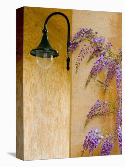 Wisteria Growing at St. Francis Vineyards and Winery, Sonoma Valley, California, USA-Julie Eggers-Stretched Canvas