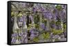 Wisteria growing on column fence in downtown Charleston, South Carolina-Darrell Gulin-Framed Stretched Canvas