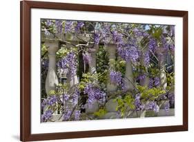 Wisteria growing on column fence in downtown Charleston, South Carolina-Darrell Gulin-Framed Premium Photographic Print