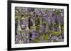 Wisteria growing on column fence in downtown Charleston, South Carolina-Darrell Gulin-Framed Premium Photographic Print