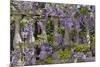 Wisteria growing on column fence in downtown Charleston, South Carolina-Darrell Gulin-Mounted Premium Photographic Print