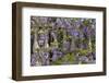 Wisteria growing on column fence in downtown Charleston, South Carolina-Darrell Gulin-Framed Photographic Print
