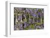 Wisteria growing on column fence in downtown Charleston, South Carolina-Darrell Gulin-Framed Photographic Print