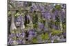 Wisteria growing on column fence in downtown Charleston, South Carolina-Darrell Gulin-Mounted Photographic Print