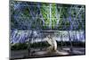 Wisteria in full bloom at the Ashikaga flower park, Tochigi Prefecture, Japan-Jan Christopher Becke-Mounted Photographic Print