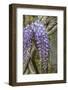 Wisteria sinensis-Jim Engelbrecht-Framed Photographic Print