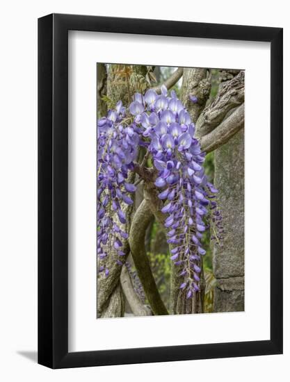 Wisteria sinensis-Jim Engelbrecht-Framed Photographic Print