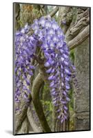 Wisteria sinensis-Jim Engelbrecht-Mounted Photographic Print