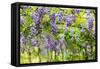 Wisteria Trellis. Great Views of Taiwan-NicholasHan-Framed Stretched Canvas