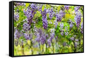 Wisteria Trellis. Great Views of Taiwan-NicholasHan-Framed Stretched Canvas