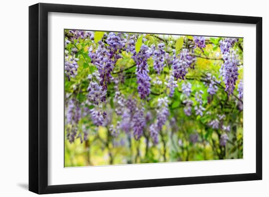 Wisteria Trellis. Great Views of Taiwan-NicholasHan-Framed Photographic Print