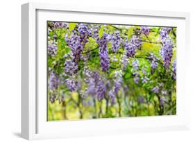 Wisteria Trellis. Great Views of Taiwan-NicholasHan-Framed Photographic Print