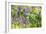 Wisteria Trellis. Great Views of Taiwan-NicholasHan-Framed Photographic Print