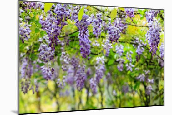 Wisteria Trellis. Great Views of Taiwan-NicholasHan-Mounted Photographic Print