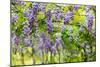 Wisteria Trellis. Great Views of Taiwan-NicholasHan-Mounted Photographic Print