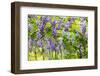 Wisteria Trellis. Great Views of Taiwan-NicholasHan-Framed Photographic Print