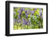 Wisteria Trellis. Great Views of Taiwan-NicholasHan-Framed Photographic Print