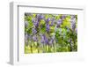 Wisteria Trellis. Great Views of Taiwan-NicholasHan-Framed Photographic Print