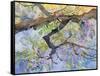 Wisteria, Van Vleck-Sharon Pitts-Framed Stretched Canvas