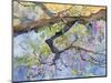 Wisteria, Van Vleck-Sharon Pitts-Mounted Giclee Print