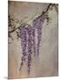 Wisteria-Kari Taylor-Mounted Giclee Print