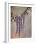 Wisteria-Kari Taylor-Framed Giclee Print