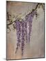 Wisteria-Kari Taylor-Mounted Giclee Print