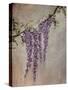 Wisteria-Kari Taylor-Stretched Canvas