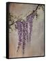 Wisteria-Kari Taylor-Framed Stretched Canvas