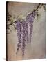 Wisteria-Kari Taylor-Stretched Canvas