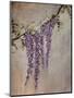 Wisteria-Kari Taylor-Mounted Giclee Print