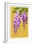 Wisteria-Lantern Press-Framed Art Print