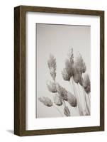 Wistful BW-Nathan Larson-Framed Photographic Print