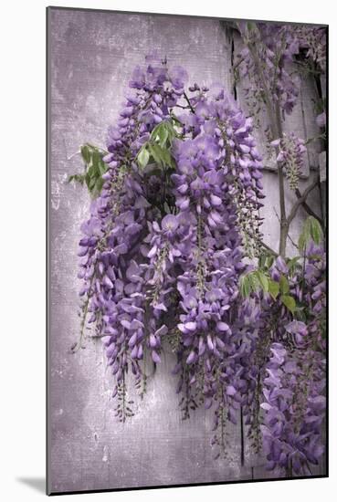 Wistful Wisteria-Jessica Jenney-Mounted Giclee Print