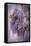 Wistful Wisteria-Jessica Jenney-Framed Stretched Canvas