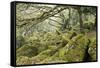 Wistman's Wood, Dartmoor-Adrian Bicker-Framed Stretched Canvas