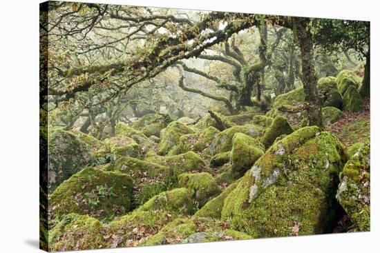 Wistman's Wood, Dartmoor-Adrian Bicker-Stretched Canvas