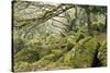 Wistman's Wood, Dartmoor-Adrian Bicker-Stretched Canvas