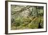 Wistman's Wood, Dartmoor-Adrian Bicker-Framed Premium Photographic Print