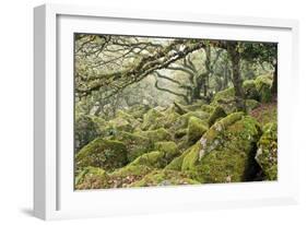 Wistman's Wood, Dartmoor-Adrian Bicker-Framed Photographic Print