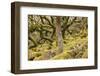 Wistman's Wood in Dartmoor National Park, Devon, England, United Kingdom, Europe-Julian Elliott-Framed Photographic Print