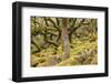 Wistman's Wood in Dartmoor National Park, Devon, England, United Kingdom, Europe-Julian Elliott-Framed Photographic Print