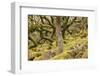 Wistman's Wood in Dartmoor National Park, Devon, England, United Kingdom, Europe-Julian Elliott-Framed Photographic Print