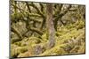 Wistman's Wood in Dartmoor National Park, Devon, England, United Kingdom, Europe-Julian Elliott-Mounted Photographic Print