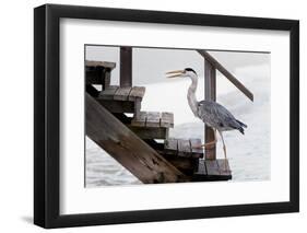 With a Firm Step-Michel Guyot-Framed Photographic Print