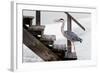 With a Firm Step-Michel Guyot-Framed Photographic Print