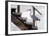 With a Firm Step-Michel Guyot-Framed Photographic Print